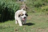 SAINT BERNARD 057